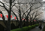 Cherry Blossom Meguro River