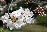 Cherry Blossom Shinjuku Park