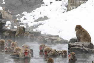 Photo from EBESA, Snow Monkeys and Tours in Yamanouchi, Nagano